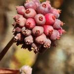 Kousa Dogwood Fruit