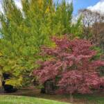 Kousa Dogwood and Ginkgo