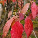 Kousa Dogwood Leaves