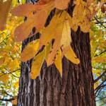 Sassafras Leaves and Trunk