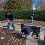 2024 Bulb Planting 1