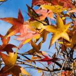 Liquidambar styraciflua cv. Slender Silhouette