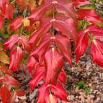 Mahonia bealei