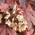 Oakleaf Hydrangea Fall Leaves and Flowers