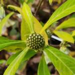 Edgeworthia Chrysantha