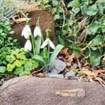 Snowdrops