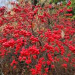 Ilex Verticillata Red Sprite