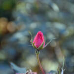 Beauty of December by Elizabeth Brannin