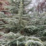 Cedrus Deodara cv Snow Sprite