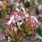 Pieris Japonica cv Valley Rose